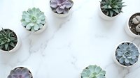 Small succulent plants in white pots arranged in circle on marble surface with copy space for home decor and gardening projects.