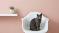 Gray tabby cat sitting in white modern chair against pink wall with potted succulent plant on shelf, minimalist interior design.