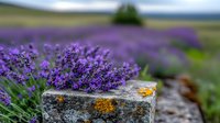 Fresh lavender bouquet resting on rustic stone wall in blooming purple field. Natural aromatherapy and herbal medicine concept for spa and wellness designs.