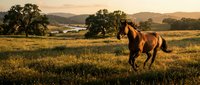 Majestic brown horse galloping through golden meadow at sunset with rolling hills and oak trees in pastoral countryside landscape for equestrian and nature themes.