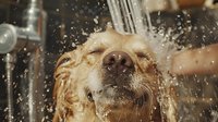Joyful golden retriever enjoying bath time with water splashing around, soap bubbles and droplets creating dynamic motion effect. Close up view captures pure happiness.