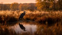 Great blue heron standing by calm water during golden hour sunset with autumn foliage and warm orange light creating peaceful wetland reflection scene.