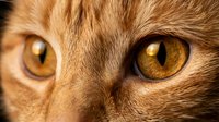 Orange tabby cat close-up with striking amber eyes and detailed fur texture for pet photography and animal portraits.