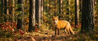 Red fox walking through autumn forest with fallen leaves and tall trees, wildlife photography for nature and animal content.