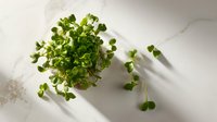 Fresh microgreens growing in small pot on marble surface, casting soft shadows. Perfect for healthy eating, organic food concepts.