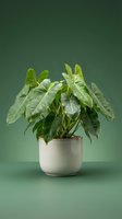 Potted houseplant with lush green foliage and water droplets on leaves in white ceramic pot against solid green background for home decor and gardening projects.