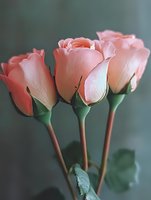 Cluster of soft pink roses with delicate petals and green stems against a muted gray background, suitable for floral design, greeting cards, and botanical artwork.