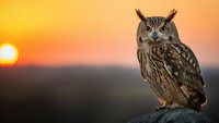 Majestic owl perched on rock during golden sunset with warm orange sky background. Wildlife photography capturing nocturnal bird of prey in natural habitat.