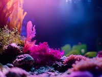 Vibrant pink coral reef formation illuminated against deep blue underwater background, with soft focus marine vegetation and rocks creating mystical aquatic atmosphere.