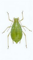 Green aphid insect isolated on white background, suitable for educational materials, pest control guides, and entomology resources.