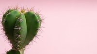 Heart-shaped cactus with sharp spines on soft pink background. Minimalist succulent plant concept for love, romance, Valentine's Day greeting cards and decor.