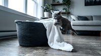 Gray tabby cat playing with white towel near black woven basket in modern living room with natural light, couch and shelves in background.