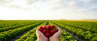 Fresh ripe strawberries held in cupped hands over green agricultural field rows during golden hour harvest time for organic farming and healthy eating.