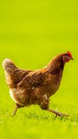 Brown hen walking on green grass with bright yellow background for farm and agriculture designs.