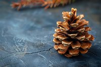 Brown pine cone on dark textured background with blurred autumn branch, perfect for seasonal holiday decorations and natural design elements.