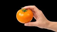 Ripe orange tomato held in hand, isolated on transparent background. Ready for clipart, t-shirt design, print-on-demand, stickers, and sublimation projects.