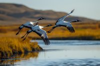 Graceful sandhill cranes in flight over wetland waters at golden hour, wings spread against autumn landscape with mountains and reflective lake surface.