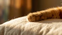Orange tabby cat paw resting on soft beige blanket in warm sunlight creating cozy domestic atmosphere for pet care and comfort themes.