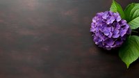 Purple hydrangea flower with green leaves on dark wooden background, corner composition with copy space for text, suitable for floral design and greeting cards.