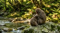 Macaque monkey sitting on mossy rock beside flowing stream in lush green forest environment during golden hour sunlight filtering through canopy.