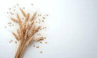 Golden wheat ears and scattered grains on white background with copy space. Natural cereal crop composition for bakery, harvest, or organic food concept.