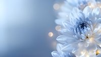 Soft focus white and blue dahlia flower with delicate petals and golden bokeh lights on blurred background, suitable for wellness and nature designs.