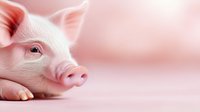 Pink piglet close-up portrait on soft rosy background showing curious expression and detailed snout features, suitable for farm animal and livestock concepts.