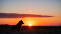 Cat silhouette sitting peacefully watching golden sunset over horizon with warm orange and purple sky colors creating serene evening atmosphere.