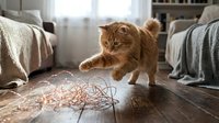 Ginger tabby cat playing with tangled string on wooden floor in bright living room with sofas and blankets, pet entertainment and indoor play.