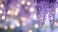 Cascading purple wisteria flowers against blurred bokeh background with soft golden lights creating romantic spring atmosphere for wedding and garden designs.