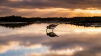 Sandpiper bird feeding in shallow water during golden hour sunset with perfect reflection and dramatic cloudy sky creating serene wetland scene.