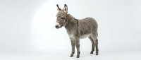 Young gray donkey foal standing on white background, isolated farm animal perfect for educational materials, children books and agricultural designs.