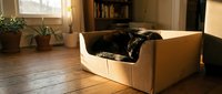 Black cat sleeping peacefully in cardboard box on wooden floor in cozy home interior with warm natural lighting and houseplants in background.