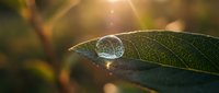 Sparkling water droplet resting on a green leaf in warm golden sunlight, showcasing natures delicate beauty and fresh morning dew.