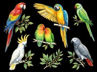 Colorful parrot collection featuring macaws, cockatoos, and lovebirds isolated on transparent background. Ready for t-shirt designs, clipart, stickers, sublimation, and print-on-demand projects.