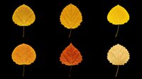 Autumn aspen leaves in various shades of yellow, orange, and red isolated on transparent background. Ready for clipart, t-shirt design, stickers, sublimation, and print-on-demand projects.