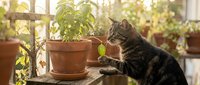 Tabby cat reaching toward potted plant on sunny windowsill with green foliage in background, suitable for pet care and home gardening content.