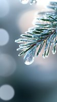 Frozen water droplet on pine needle branch with morning frost and bokeh background creates magical winter nature macro photography effect.