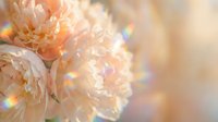 Soft peach chrysanthemum flowers with dreamy bokeh lights creating warm romantic atmosphere for wedding invitations and feminine design projects.