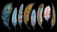 Set of seven colorful decorative feathers including peacock, isolated on transparent background. Great for stickers, t-shirt design, sublimation, and print on demand clipart.