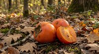 Fresh ripe persimmons scattered on autumn forest floor among fallen leaves and moss, seasonal harvest fruit in natural woodland setting.