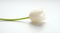 Isolated white tulip with green stem on white background, ready for design projects, greeting cards, floral arrangements, and decorative applications.