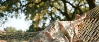 Relaxed person resting in hammock under tree shade on sunny day, ideal for wellness, lifestyle, and outdoor leisure content.