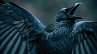 Majestic black raven with outstretched wings calling in dramatic lighting. Dark feathered corvid bird displaying powerful wingspan against moody background.