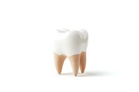 Anatomical model of molar tooth showing crown and roots structure on white background, dental education and healthcare concept.