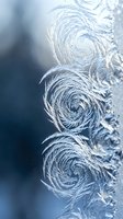 Delicate ice crystals forming spiral patterns on frozen surface with soft blue winter light creating natural frost formations for seasonal design projects.