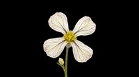 Delicate white flower with four petals and yellow center, isolated on transparent background. Ready for clipart, t-shirt design, stickers, sublimation, and print-on-demand projects.