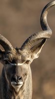 Male deer with curved antlers portrait in natural habitat during golden hour lighting for wildlife photography and nature documentation.