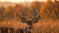 Majestic whitetail deer buck with large antlers standing in golden autumn grassland during warm sunset light creating perfect hunting season wildlife scene.