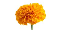 Vibrant orange marigold flower with ruffled petals and green stem isolated on white background, perfect for seasonal decorations and garden themes.